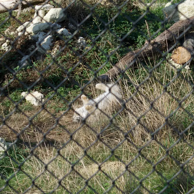 A photograph of Atlan in Port Lympne Wild Animal Park