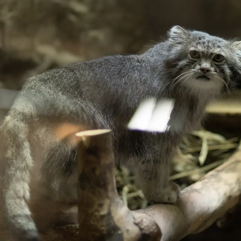 A photograph of Klyon in Ueno Zoological Gardens