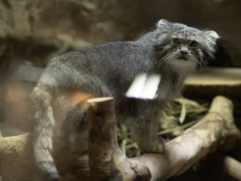 A photograph of Klyon in Ueno Zoological Gardens
