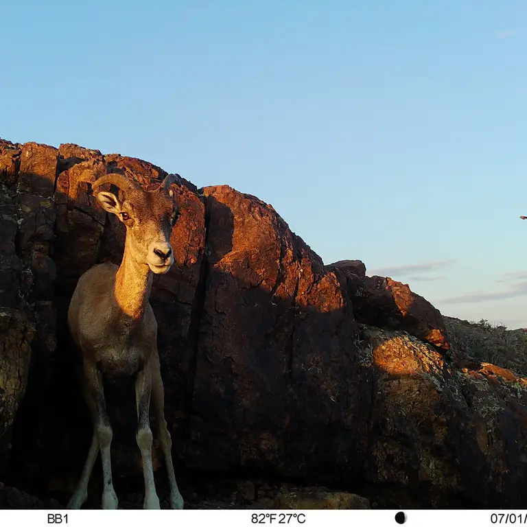 A photograph of Argali from Aktas-Kunkora [new] camera trap