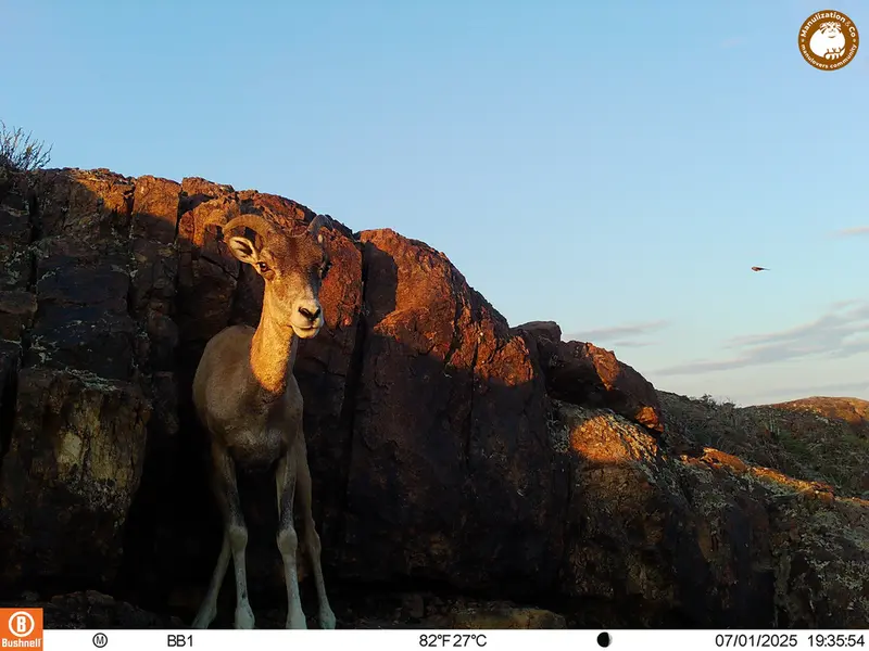 A photograph of Argali from Aktas-Kunkora [new] camera trap