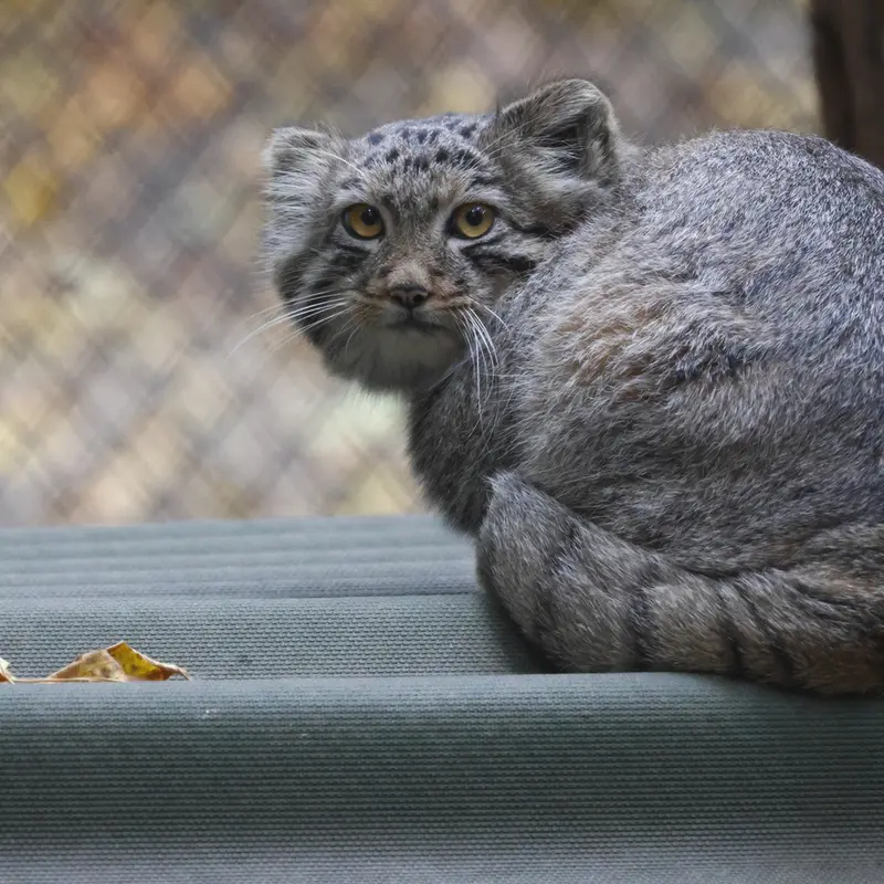 A photograph of a Pallas's cat