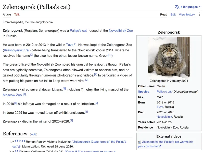 A photograph of a Pallas's cat