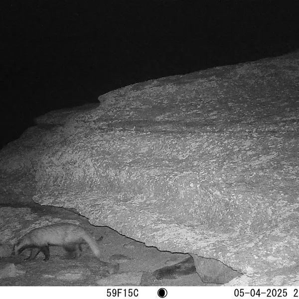 A photograph of Asian badger from Bektauata 1 camera trap