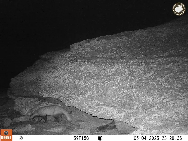 A photograph of Asian badger from Bektauata 1 camera trap