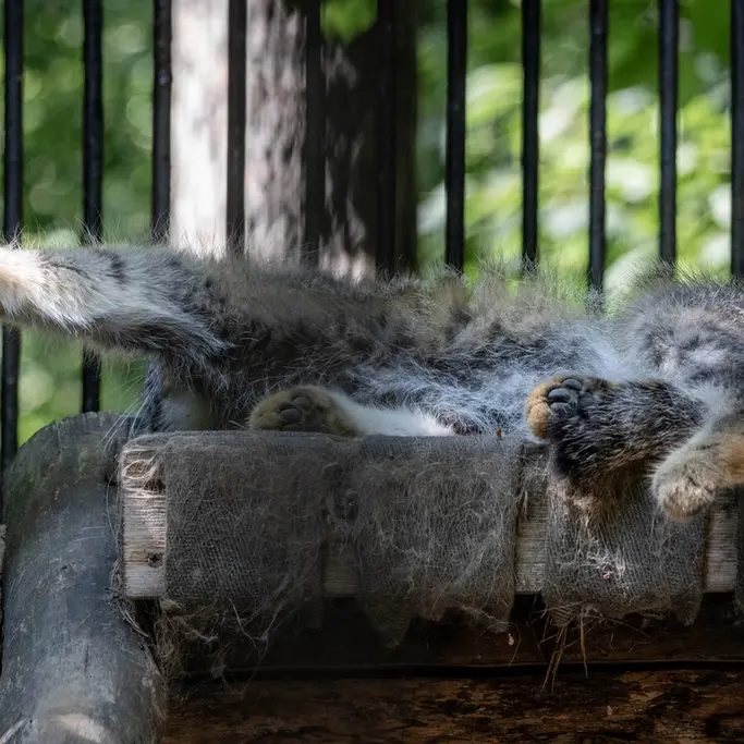 A photograph of Sylvester in Novosibirsk Zoo