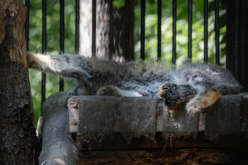 A photograph of Sylvester in Novosibirsk Zoo