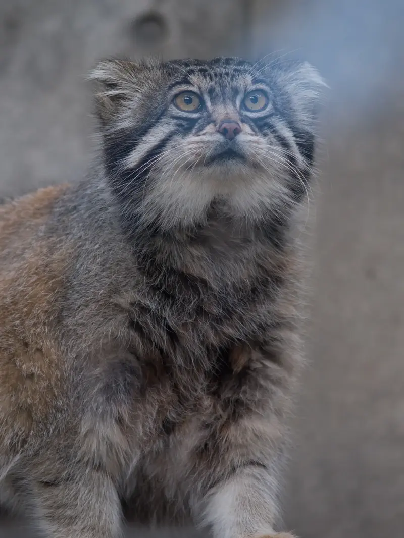 A photograph of a Pallas's cat