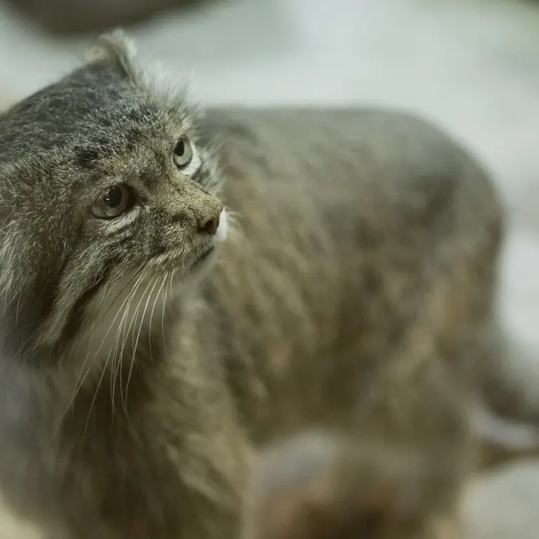 A photograph of Klyon in Ueno Zoological Gardens