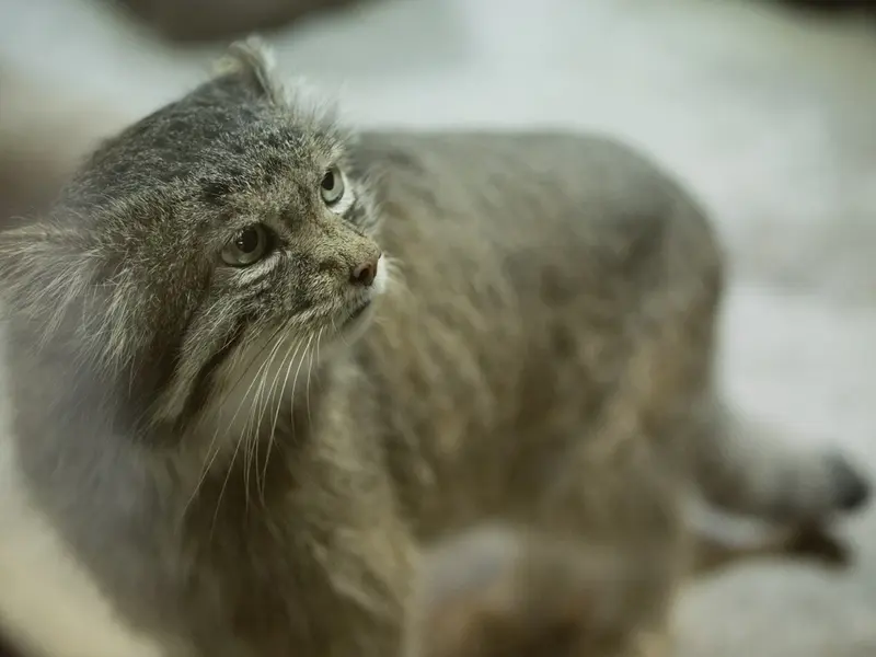 A photograph of Klyon in Ueno Zoological Gardens