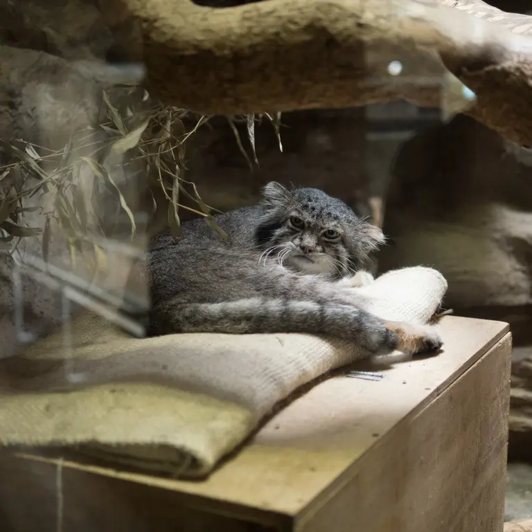 A photograph of Klyon in Ueno Zoological Gardens