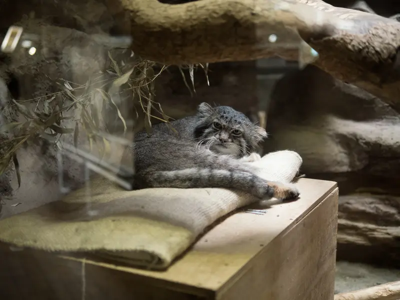A photograph of Klyon in Ueno Zoological Gardens