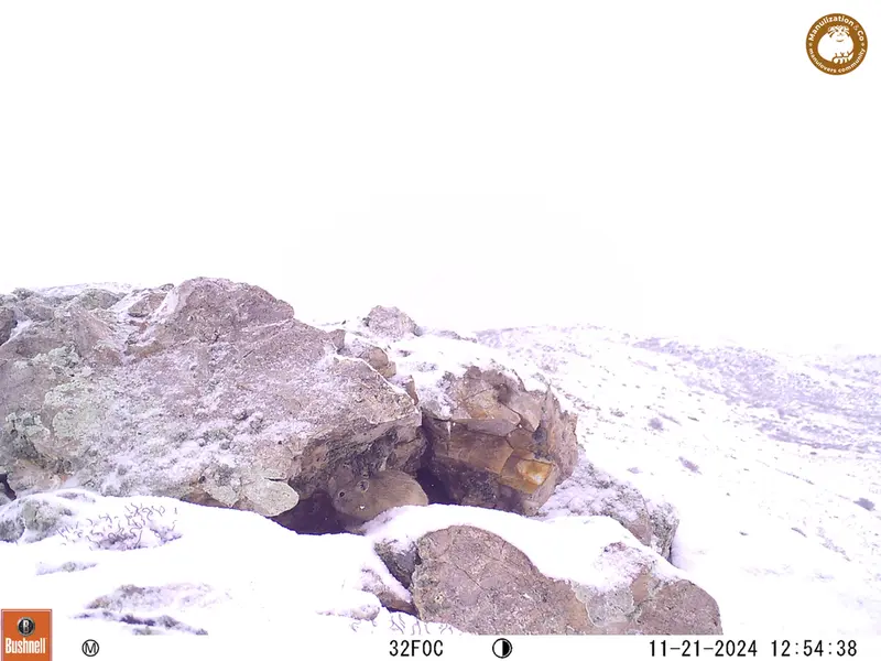 A photograph of Pika from Besshoky 1 camera trap