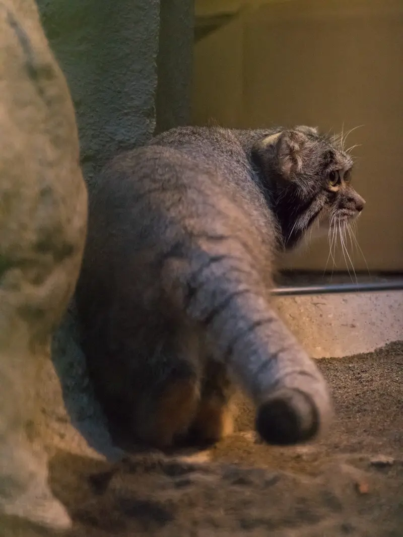 A photograph of Figa in Nogeyama Zoo