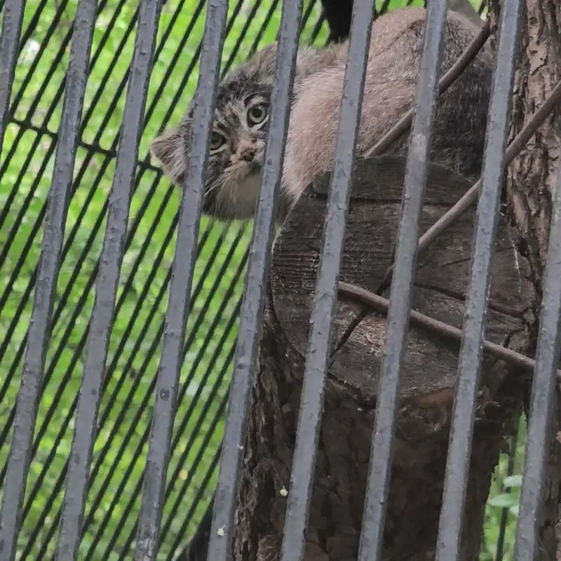 A photograph of a Pallas's cat in Novosibirsk Zoo