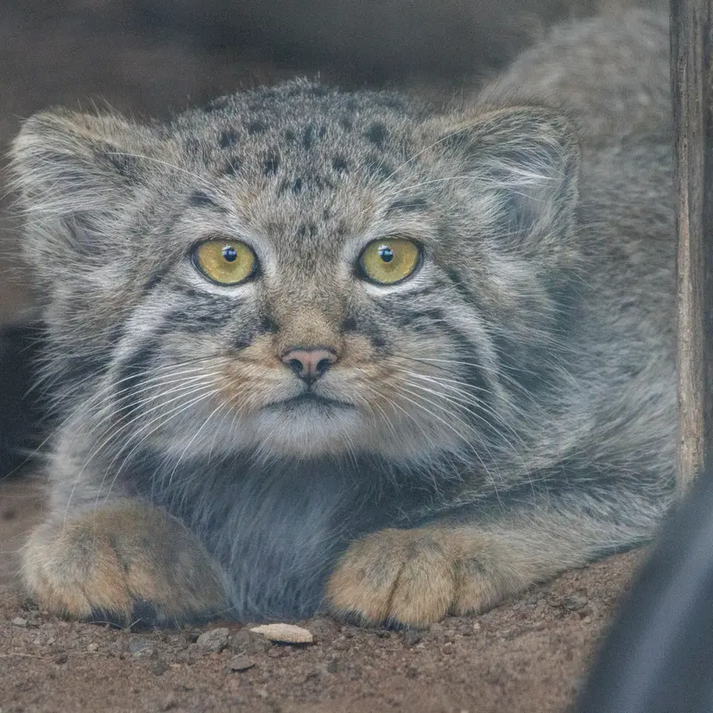 A photograph of a Pallas's cat in Leningrad zoo