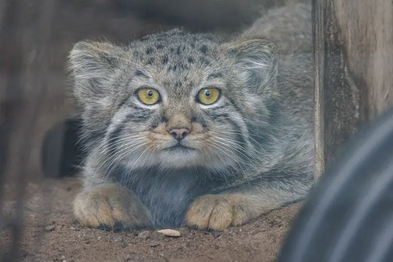 A photograph of a Pallas's cat in Leningrad zoo
