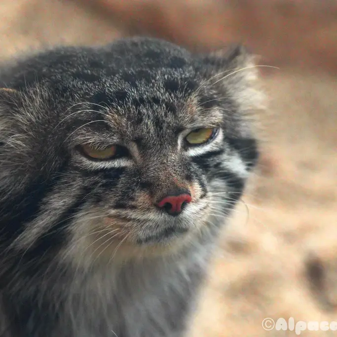 A photograph of Nar in Kobe Animal Kingdom