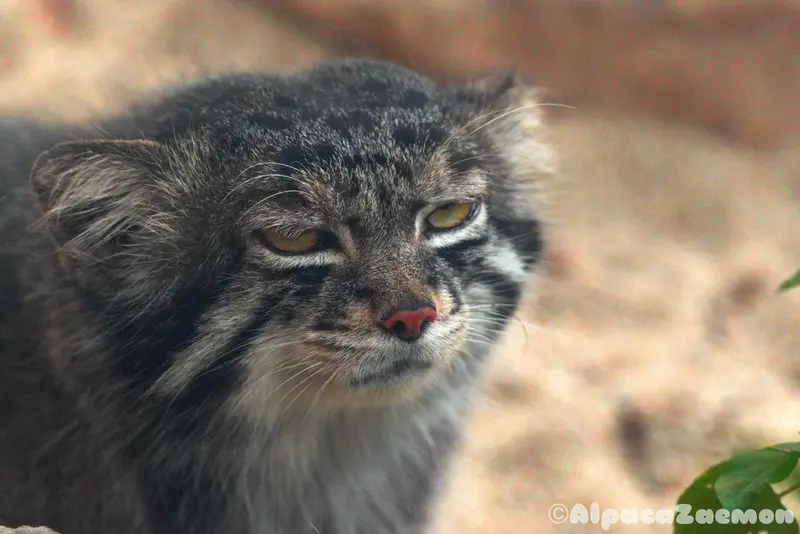A photograph of Nar in Kobe Animal Kingdom