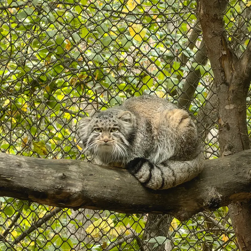 A photograph of Grey in Novosibirsk Zoo