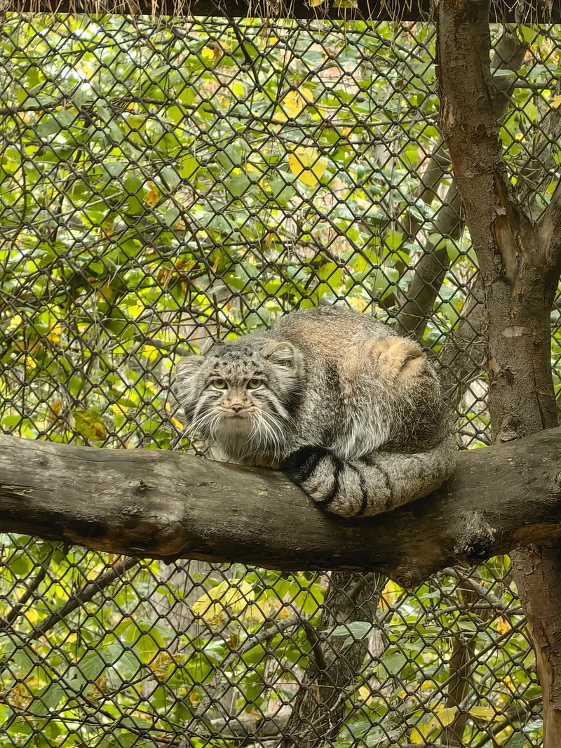 A photograph of Grey in Novosibirsk Zoo