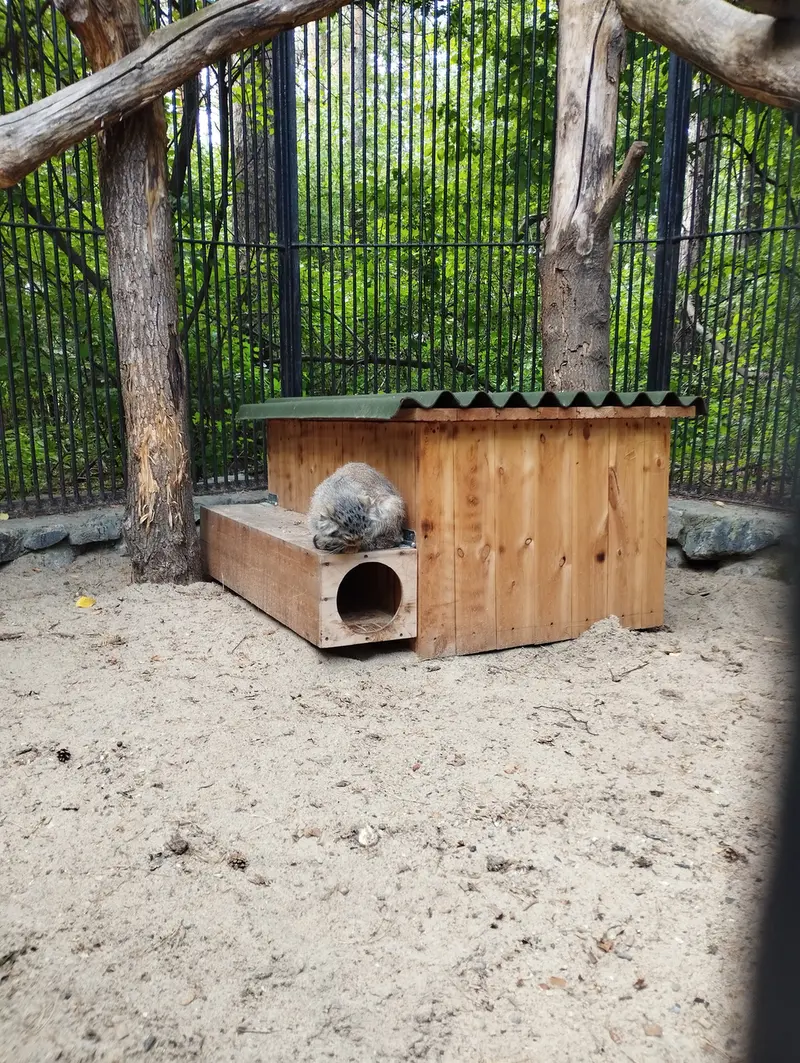 A photograph of a Pallas's cat in Novosibirsk Zoo