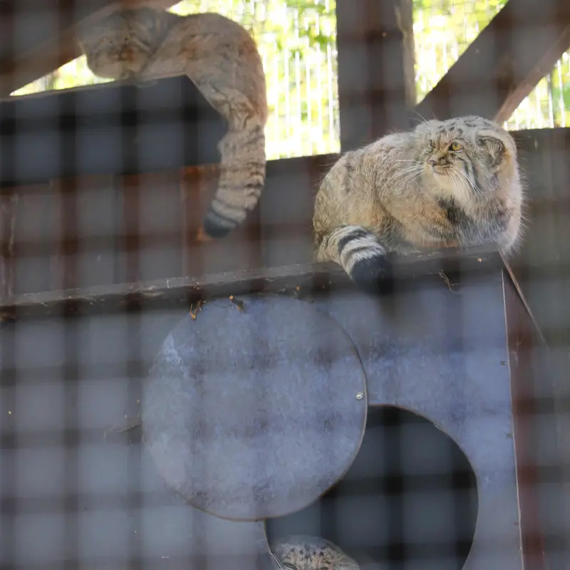 A photograph of Alani, Kitten of Alani b.2026 Ⅰ, and Kitten of Alani b.2026 Ⅱ in Košice Zoo