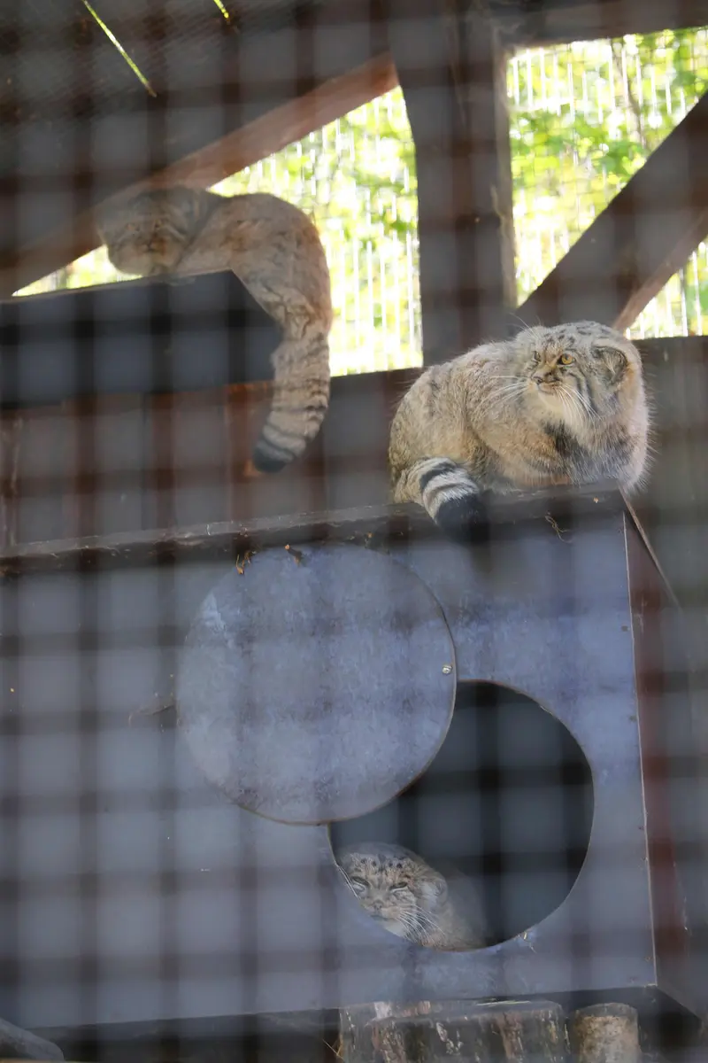 A photograph of Alani, Kitten of Alani b.2026 Ⅰ, and Kitten of Alani b.2026 Ⅱ in Košice Zoo