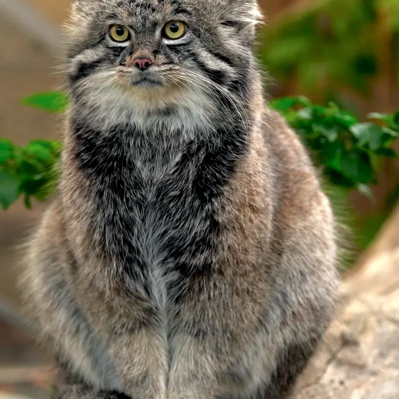 A photograph of Nar in Kobe Animal Kingdom