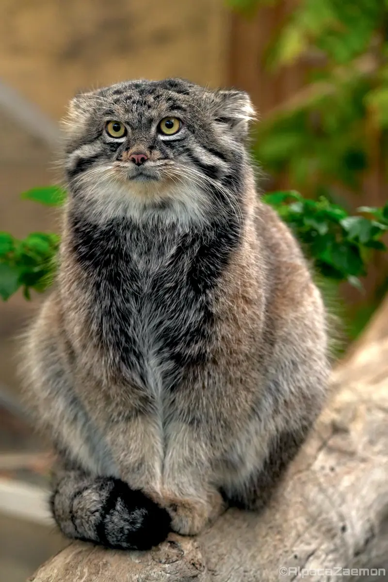 A photograph of Nar in Kobe Animal Kingdom