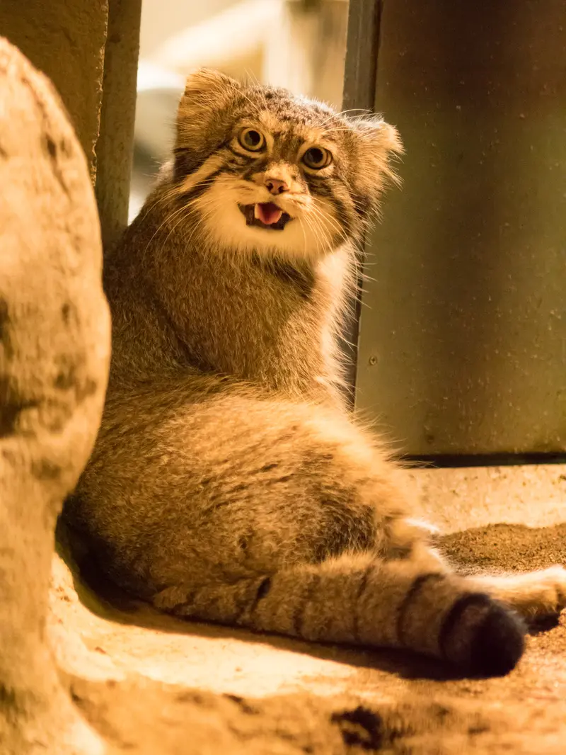A photograph of Figa in Nogeyama Zoo