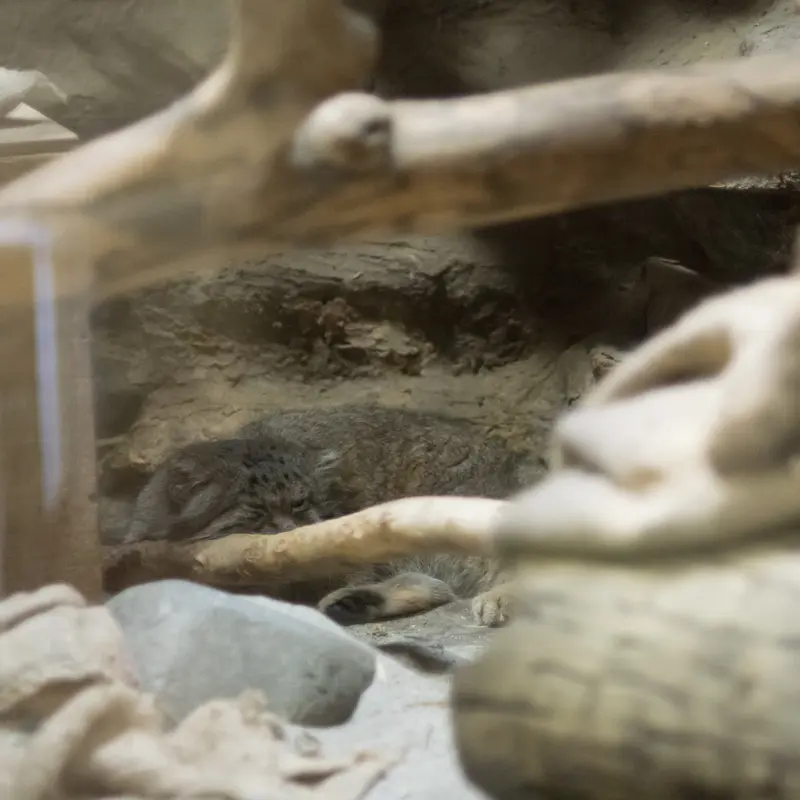A photograph of Klyon in Ueno Zoological Gardens