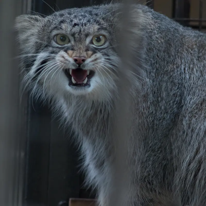 A photograph of Figa in Nogeyama Zoo