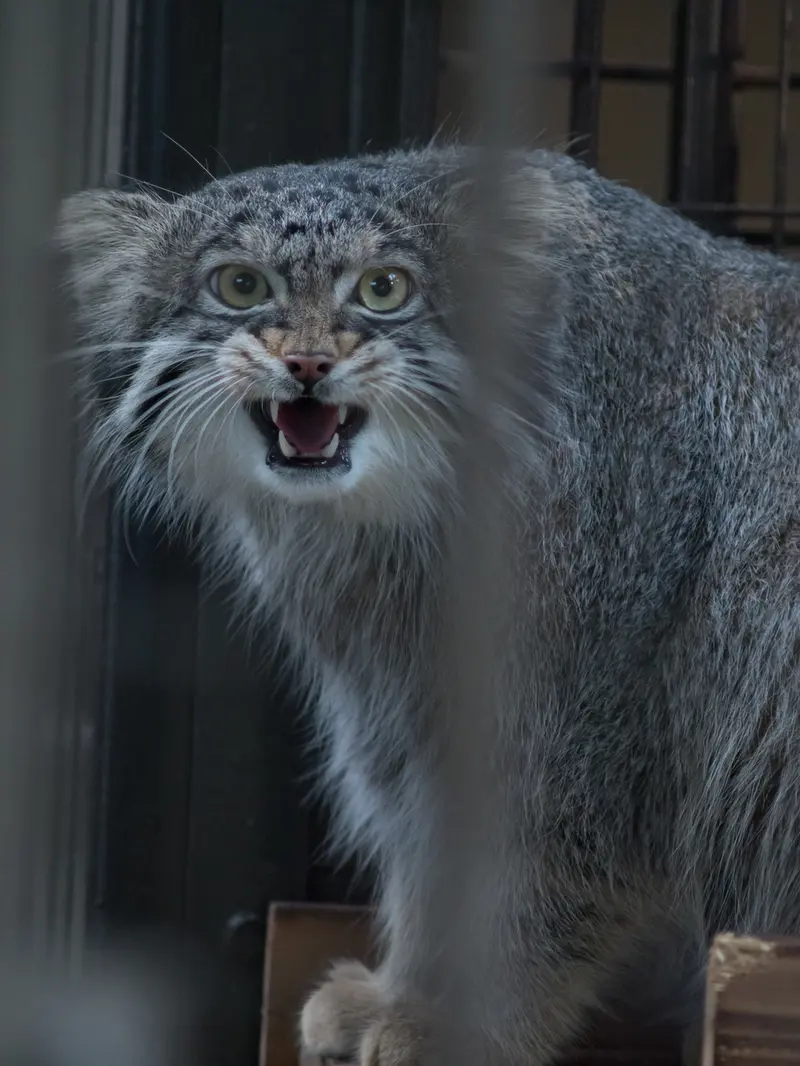 A photograph of Figa in Nogeyama Zoo
