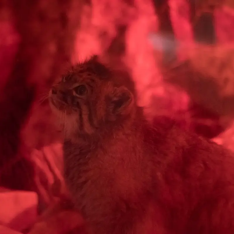 A photograph of Naim in Ueno Zoological Gardens