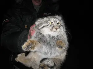 A photograph of a Pallas's cat