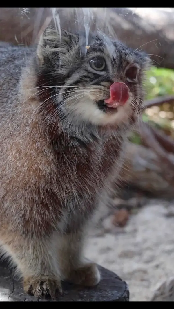 A photograph of a Pallas's cat