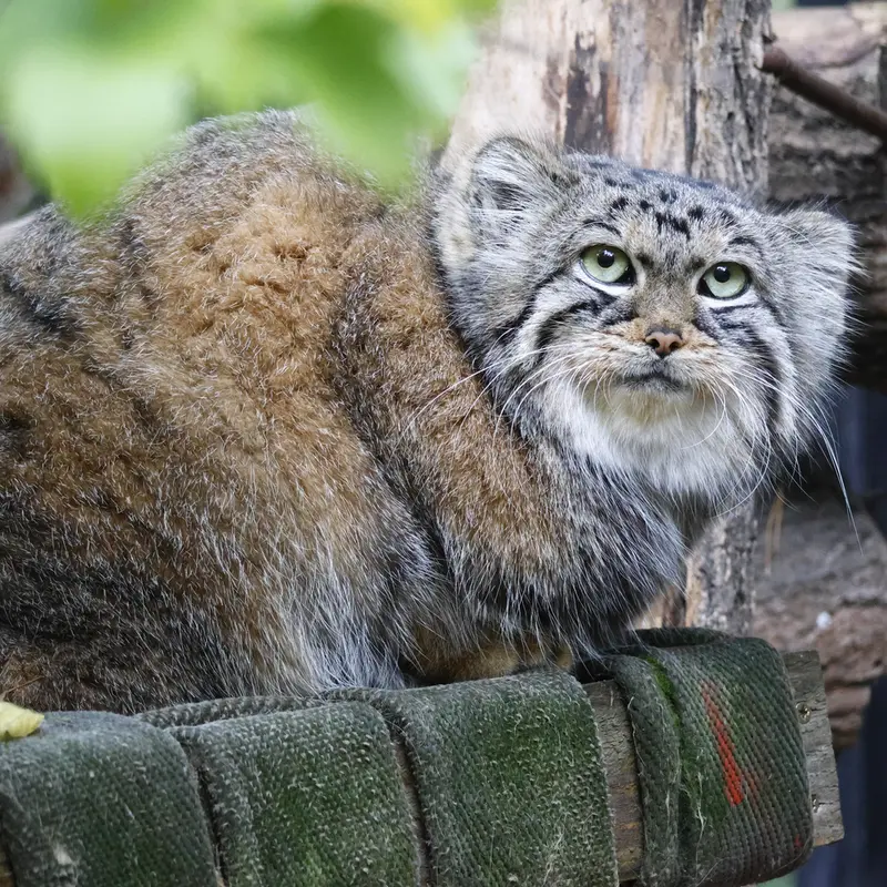 A photograph of Anya in Novosibirsk Zoo