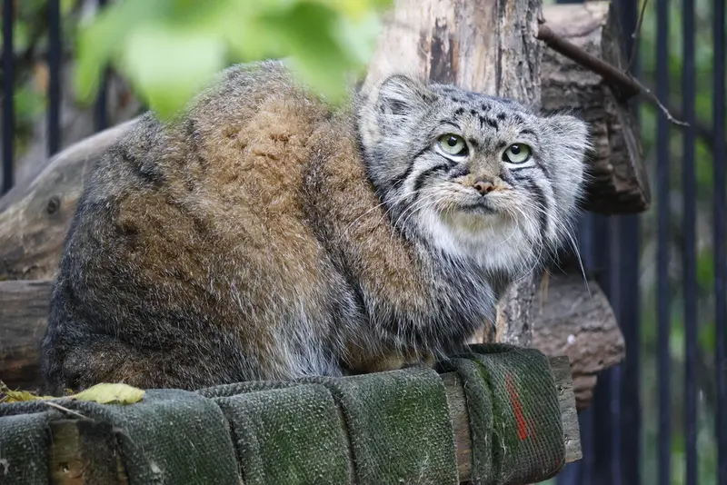 A photograph of Anya in Novosibirsk Zoo
