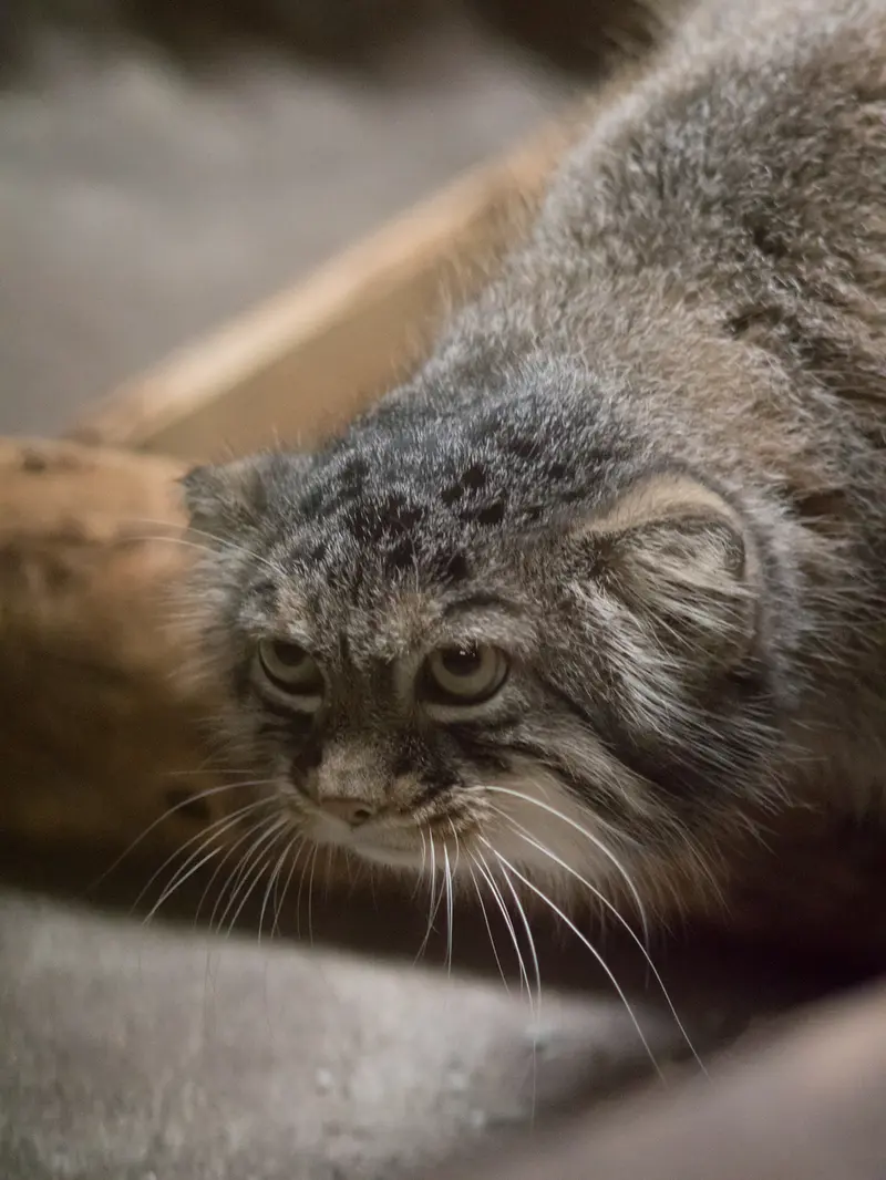 A photograph of Shafran in Ueno Zoological Gardens
