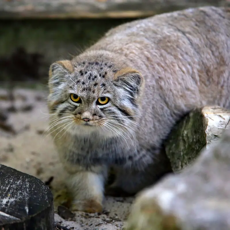 A photograph of Kitten of Alani b.2026 Ⅰ in Košice Zoo