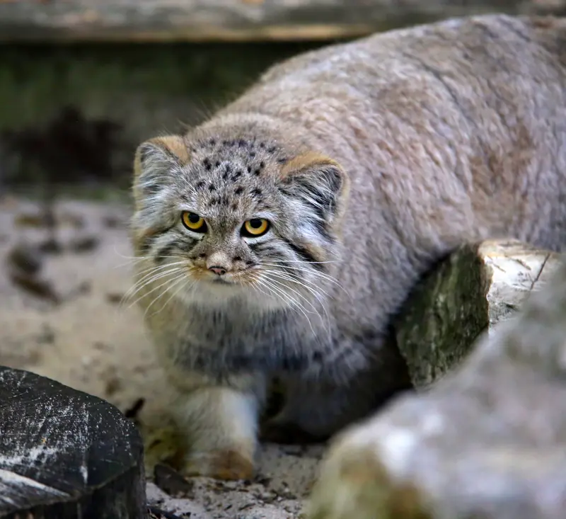 A photograph of Kitten of Alani b.2026 Ⅰ in Košice Zoo