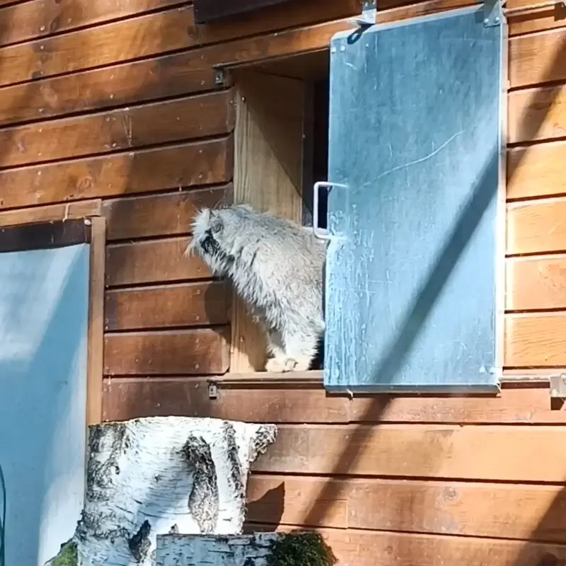 A photograph of a Pallas's cat in Gdansk Zoo