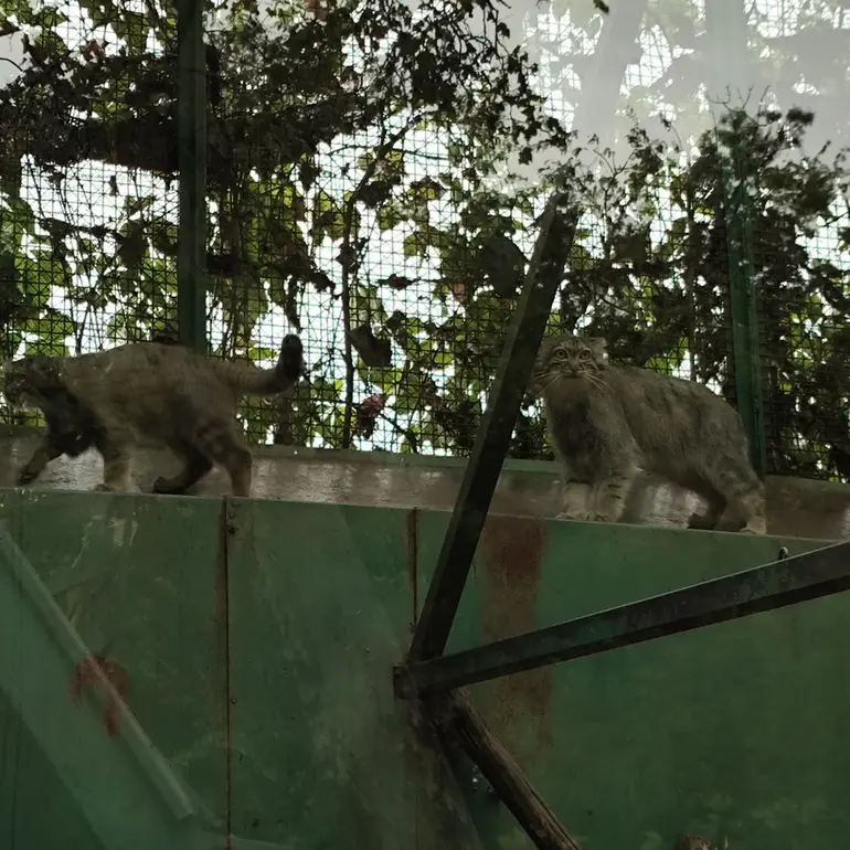 A photograph of Lucy and Boris Ⅱ in Budapest Zoo & Botanical Garden