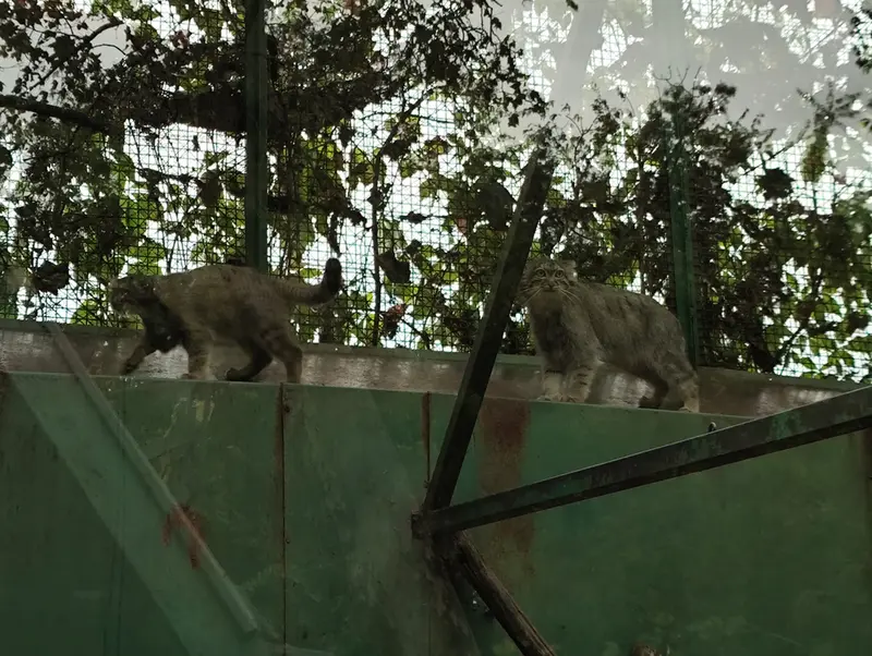 A photograph of Lucy and Boris Ⅱ in Budapest Zoo & Botanical Garden