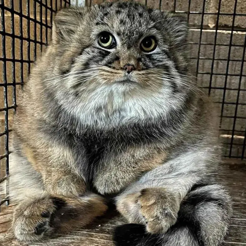 A photograph of Tashi