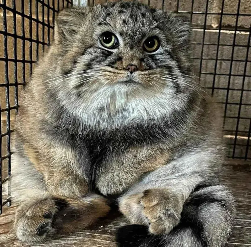 A photograph of Tashi