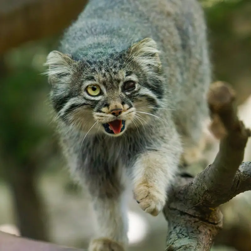 A photograph of Abrikos in Nasu Animal Kingdom