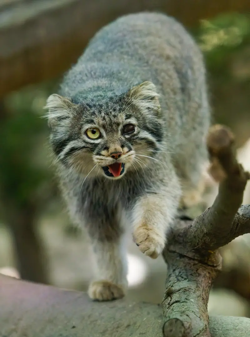 A photograph of Abrikos in Nasu Animal Kingdom