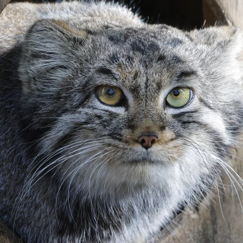 A photograph of Katun in Novosibirsk Zoo